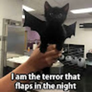 Meet your Posher, Kristina